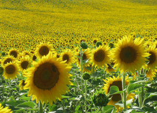 field of sunflower