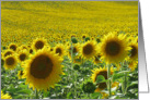 field of sunflower card