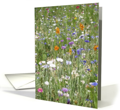 a field of flowers card (494569)