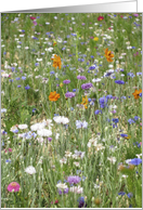 a field of flowers card