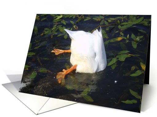 diving duck card (497736)