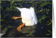 diving duck card