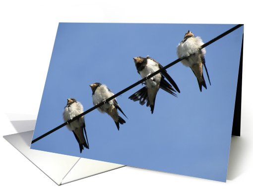 swallow chicks on a line card (497744)