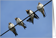 swallow chicks on a line card