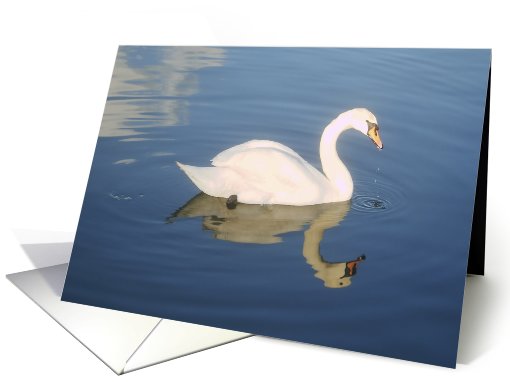 swan and its reflection card (497747)