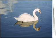 swan and its reflection card