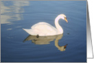 swan and its reflection card