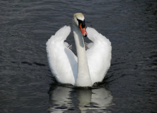 proud graceful swan
