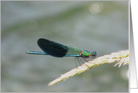 green and blue damselfly card