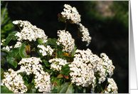 white flowers - with...