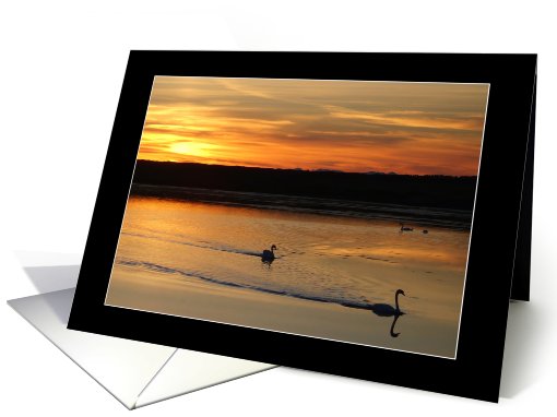 swans in the sunset card (605627)