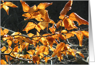 autumn leaves card