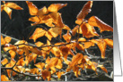 autumn leaves card