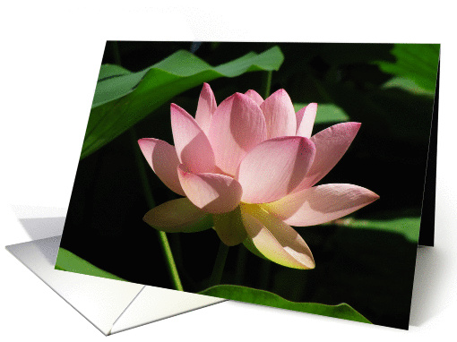 Lotus flower card (747243)