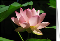 Lotus flower card