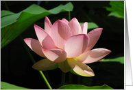 Lotus flower