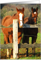 Horses at the gate card