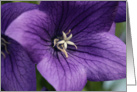 Congratulations purple flowers card