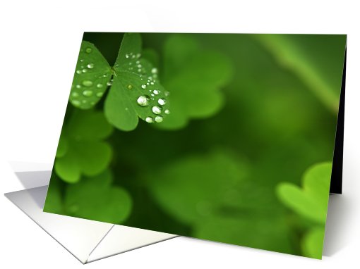 collection blank card dew drop card (509229)