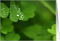 collection blank card dew drop card