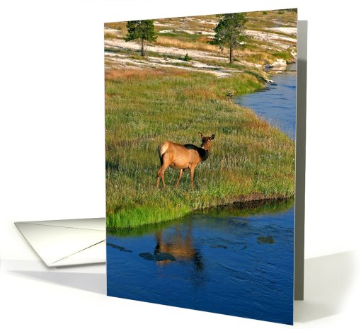 elk by river card (715812)