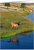 elk by river card