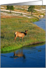 elk by river card