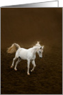 White horse running card