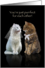 Congratulations Wedding Cats card