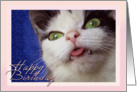 Birthday Kitty card