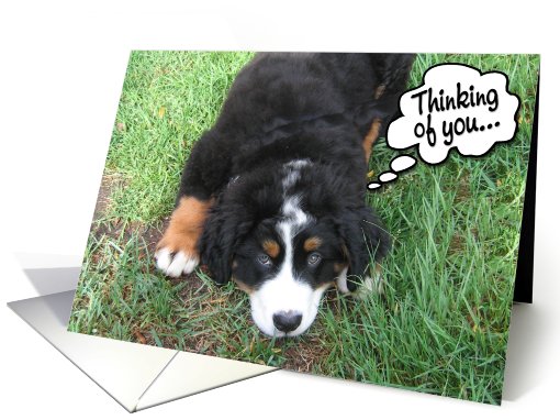 Bernese Mountain Dog / Thinking of you card (488137)
