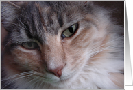 Cat close-up card