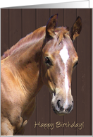 Happy Birthday Horse card