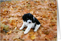 Puppy in Autumn card