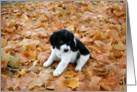 Puppy in Autumn card