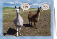 Lamas humorous 50th Birthday card