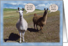 Lamas humorous 50th Birthday card