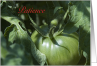 Green Tomato Patience - I Will Wait for You card