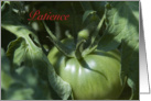 Green Tomato Patience - I Will Wait for You card