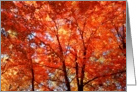 Lavish Autumn Production card