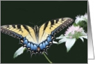 Tiger Swallowtail Butterfly Blank Card