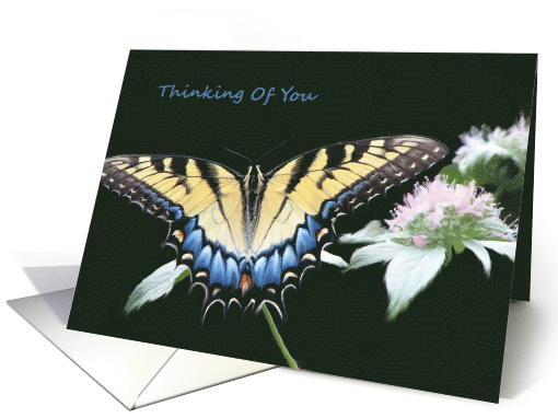 Tiger Swallowtail Butterfly Blank Note Card Thinking Of You card