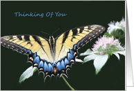 Tiger Swallowtail Butterfly Blank Note Card Thinking Of You card