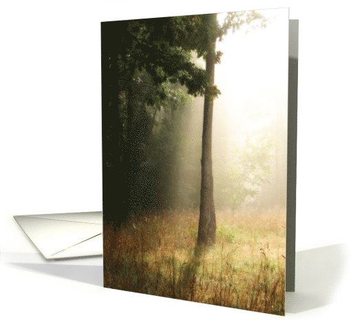 Foggy Forest Morning Sunbeams Blank card (481480)