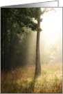 Foggy Forest Morning Sunbeams Blank Card