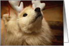 Hopeful Christmas Samoyed Dog in Reindeer Ears card