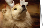 Hopeful Holiday Samoyed Dog in Reindeer Ears card