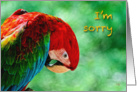 I’m Sorry Parrot Macaw Bird For Anyone card