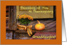 Thinking of Granddaughter at Thanksgiving, Basket of Mums, Pumpkin card