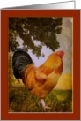 Blank Vintage Chanticleer Rooster card